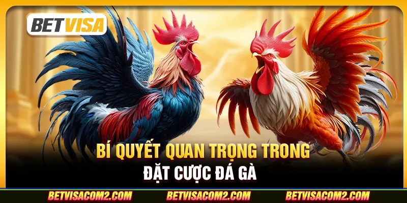 Bí quyết quan trọng trong đặt cược đá gà