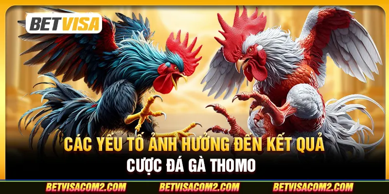 Các yếu tố ảnh hưởng đến kết quả cược đá gà thomo