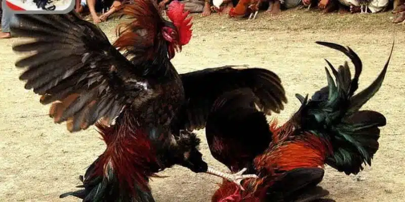 Yếu tố liên quan đến việc cược đá gà