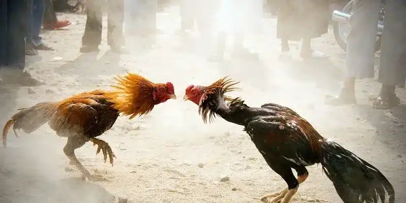 Bí quyết đá gà để đặt cược chuẩn xác